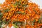 Heap of fresh sea buckthorn berries on a white background