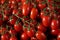 Heap of fresh shiny red cherry tomatoes with green vines