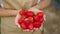 Heap of fresh strawberries in female hands.