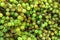 Heap of freshly picked white grapes at farmers market. Autumn harvest wine making concept. Authentic lifestyle image