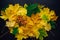Heap of green and yellow maple leaves on black background. Autumn concept, color gradient, image for design
