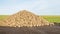 Heap of harvested sugar beets