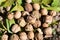 Heap of horse chestnut conkers nestling on forest floor