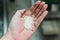 Heap of Japanese uncooked short grain rice cultivated Koshihikari after polished inside male left hand