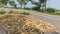 Heap of millet seedheads on road, Halagere, Karnataka, India