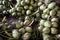 Heap of organic coconut bunch type of tropical fresh fruits