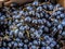 A heap, pile of black dark blue grapes lie in a store. Bunches of grapes in market