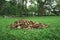 Heap Pile of leaves on a green glass