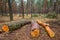 Heap of pine tree trunk lie in a forest