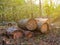 Heap of pine tree trunk lie in a forest