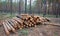 Heap of pine tree trunk lie in a forest