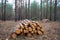 heap of pine tree trunk lie in a forest