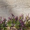 Heap of pink heather flower calluna vulgaris, erica, ling on white rustic table. Greeting card for mother or woman day.