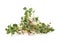 Heap of radish micro greens on white background. Healthy eating concept