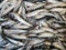 Heap raw anchovies fish