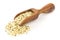 Heap of raw, organic hemp seeds on wooden scoop over white