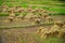 Heap of reaped paddy kept in a paddy field before threshing