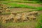 Heap of reaped paddy kept in a paddy field before threshing