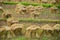 Heap of reaped paddy kept in a paddy field before threshing