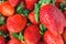 Heap of Ripe Freshly Picked Organic Big Jumbo Giant Strawberries with Green Leaves at Farmers Market. Vibrant Colors. Summer Crop