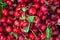 Heap of Ripe Organic Freshly Picked Sweet Cherries with Green Leaves at Mediterranean Farmers Market. Summer Harvest Vitamins