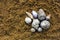 Heap of seashell on sand