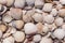 Heap of seashells lying at coast