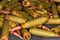 Heap of service rifle cartridges close-up in selective focus