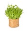 Heap of snow pea sprouts or Toumyou sprouts in bamboo basket