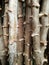 heap texture of cassava plants close-up