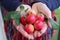 Heap of Tiny Fresh Ripe Crab Apple Fruits in Woman`s Hand