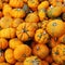 Heap of tiny spotted pumpkins