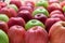 Heap of unwashed green and red apples mix on wooden background