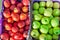 Heap of unwashed green and red apples mix on wooden background