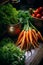 Heap of vibrant fresh carrots at the farmer\\\'s market, locally grown new harvest