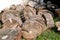 Heap of wood logs ready for winter. Cut tree trunks on grass. Stack of chopped firewood. A pile of woods in the house storage.