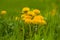 Heap of yellow dandelion in green grass