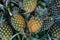 Heap of yellow pineapple at market