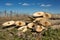 Heap of young poplar trunk