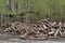 Heaped wood and forest in Rila mountain