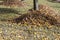 heaps with fallen leaves of trees in the autumn season