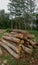 Heaps of pine logs in the middle of the forest