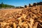 Heaps of sawdust accumulated from timber processing. Residue of wood crafting, serving as potential biomass for clean energy