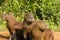 Hear,Speak, See No Evil: Trio of Capybaras