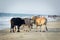 A heard of cows on the beach in goa india