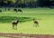 Heard of deer at Woburn Abbey Park in Bedfordshire, England, UK