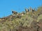 A heard of desert Bighorn Sheep on Arden Peak near Las Vegas, Nevada.