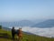 A heard of horses grazing on the slopes of Gerlitzen in Austria. The valley below is shrouded with fog.