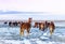 Heard of Iclandic Horses in Snowy field Wintertime