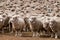 A heard of sheep in Patagonia